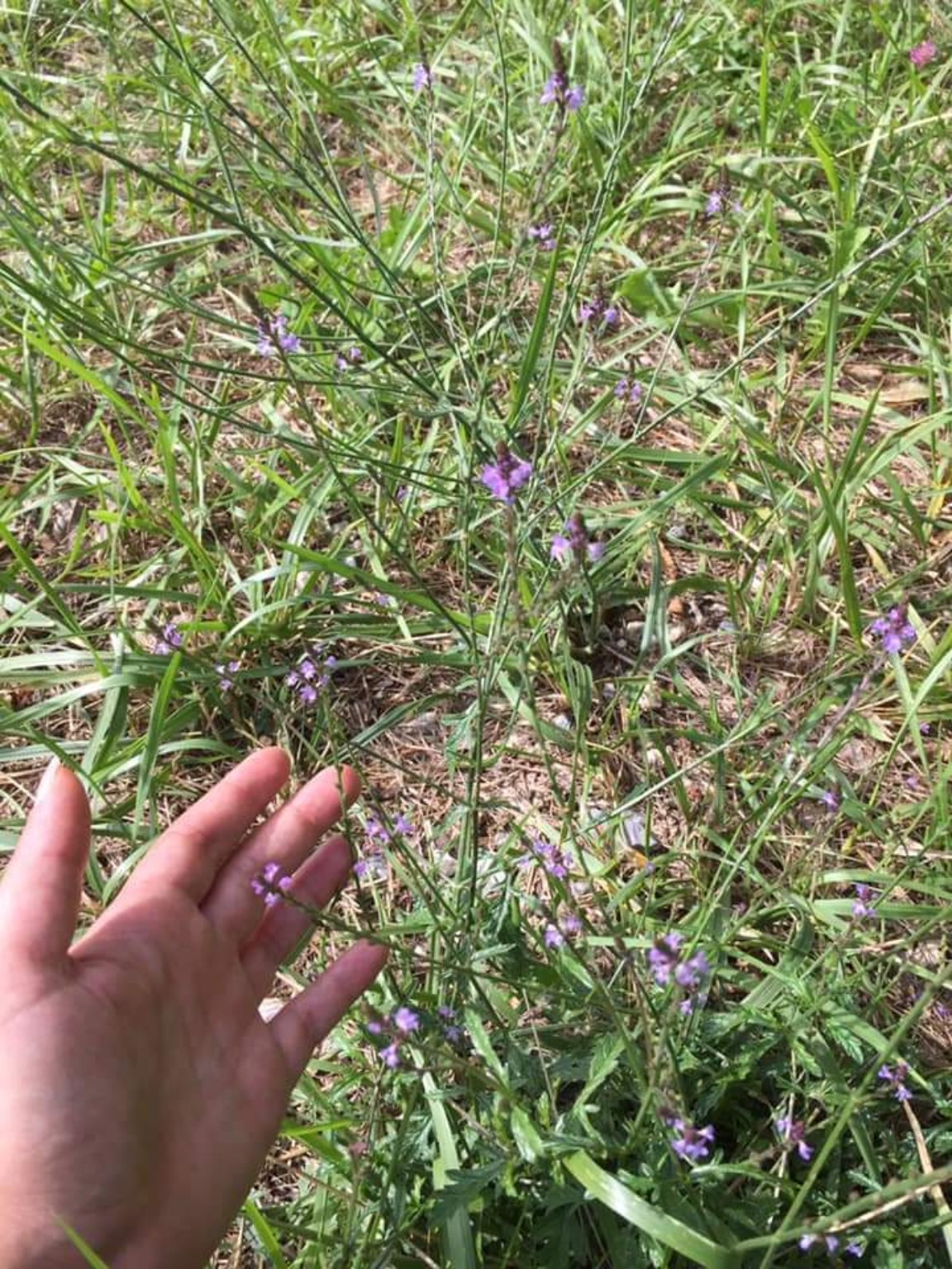 Caita incontra la pianta Vervain nel suo ambiente naturale