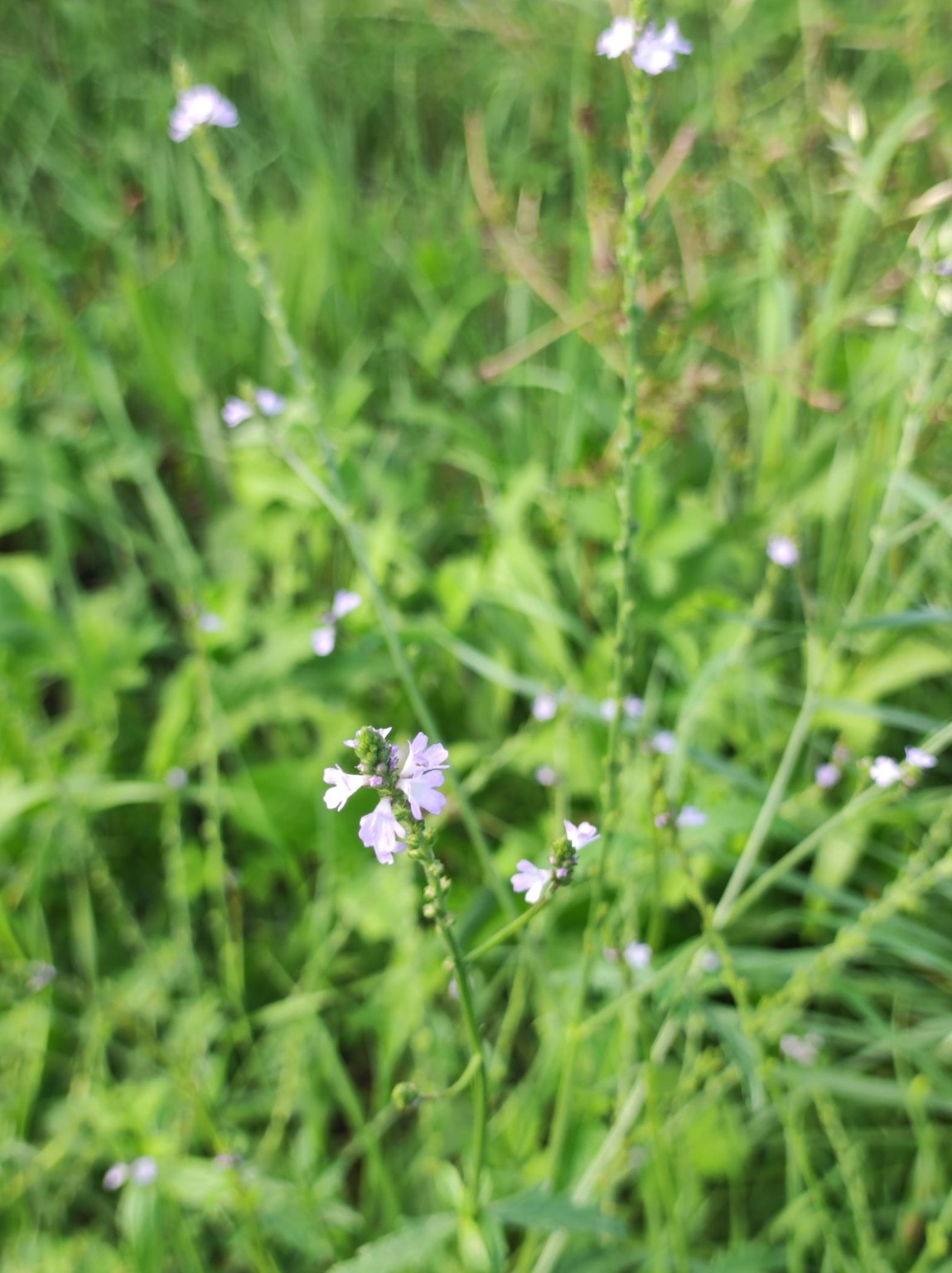 Piccoli fiori viola di Vervain tra l’erba